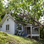 How to deal with a fallen tree in Gilbert, AZ