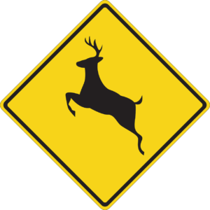 How to lower your risk for a deer collision in Gilbert, AZ