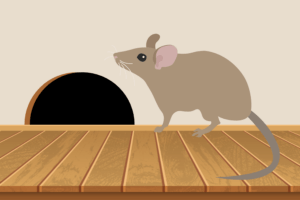 How to prevent rodent damage in your Gilbert, AZ home