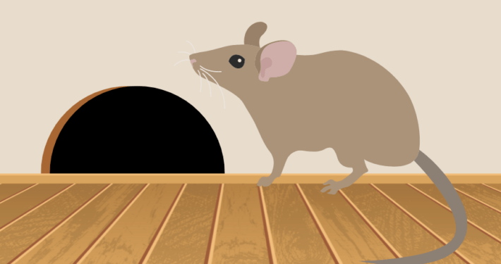 How to prevent rodent damage in your Gilbert, AZ home